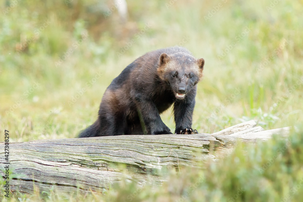Fototapeta premium A scarred wolverine