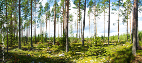 A Finnish forest view on a summer day