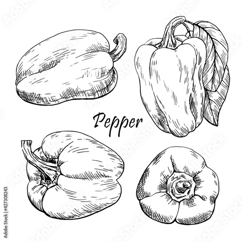 Bell pepper vector set.Hand drawn sketch. Graphics black and white illustration
