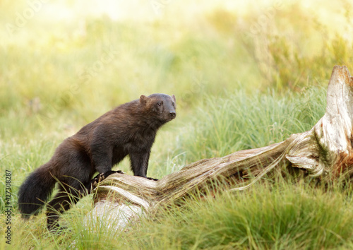 Canvas Print A wolverine