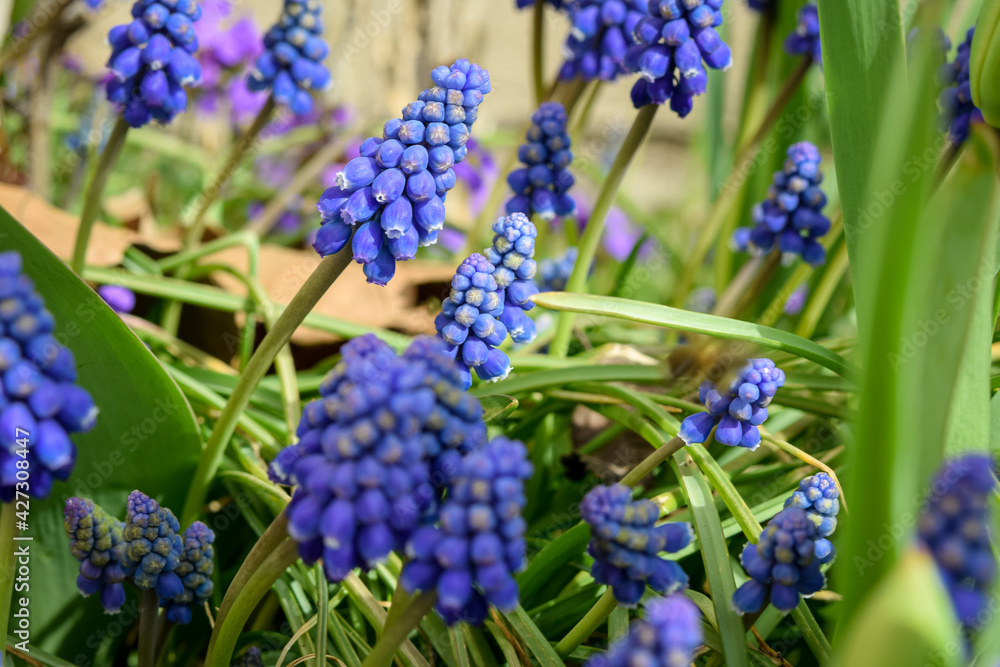 blue hyacinth flowers
