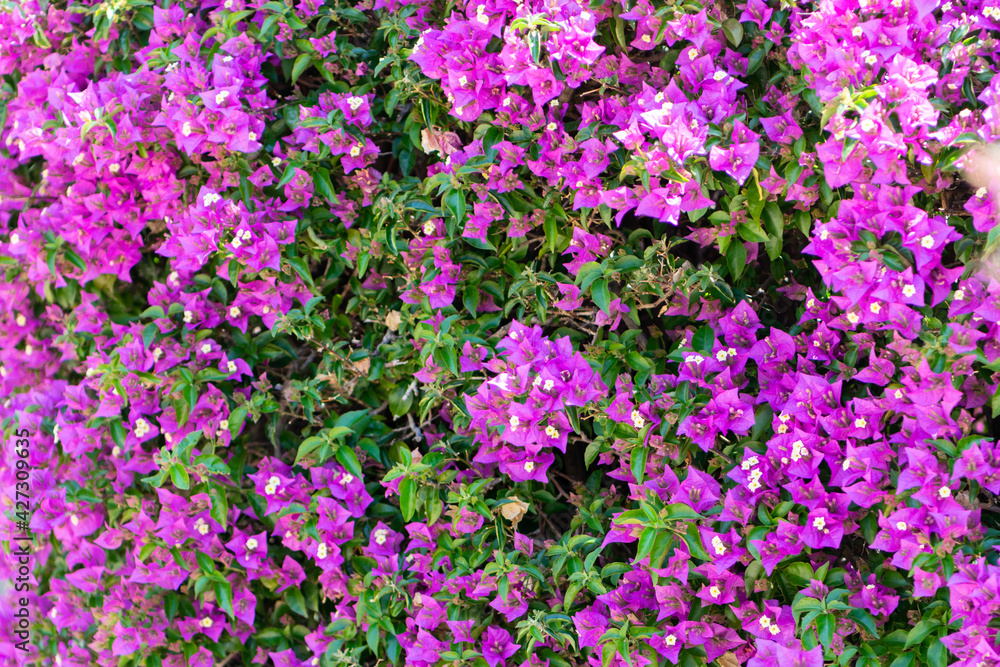 Pink flowers Pink flowers