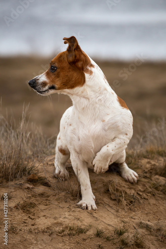 Portrait of Jack Russell Terrier on the sand