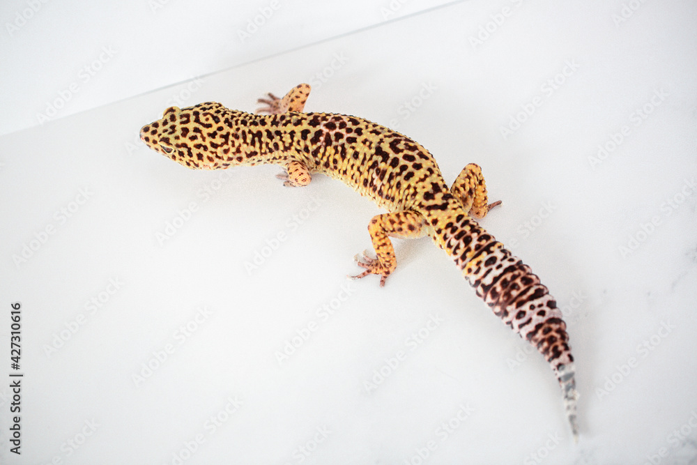 Naklejka premium Leopard Spotted Gecko