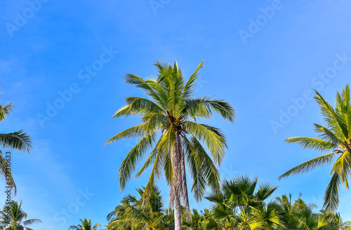 coconut palm trees with blue sky and clouds