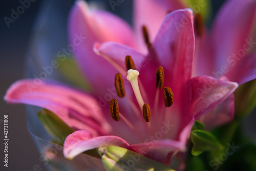 A macro shot of an oriental pink lily.