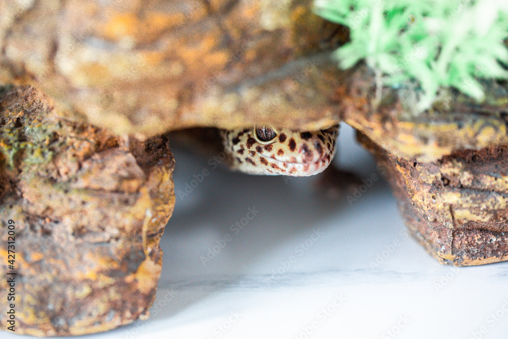 Fototapeta premium Leopard Spotted Gecko