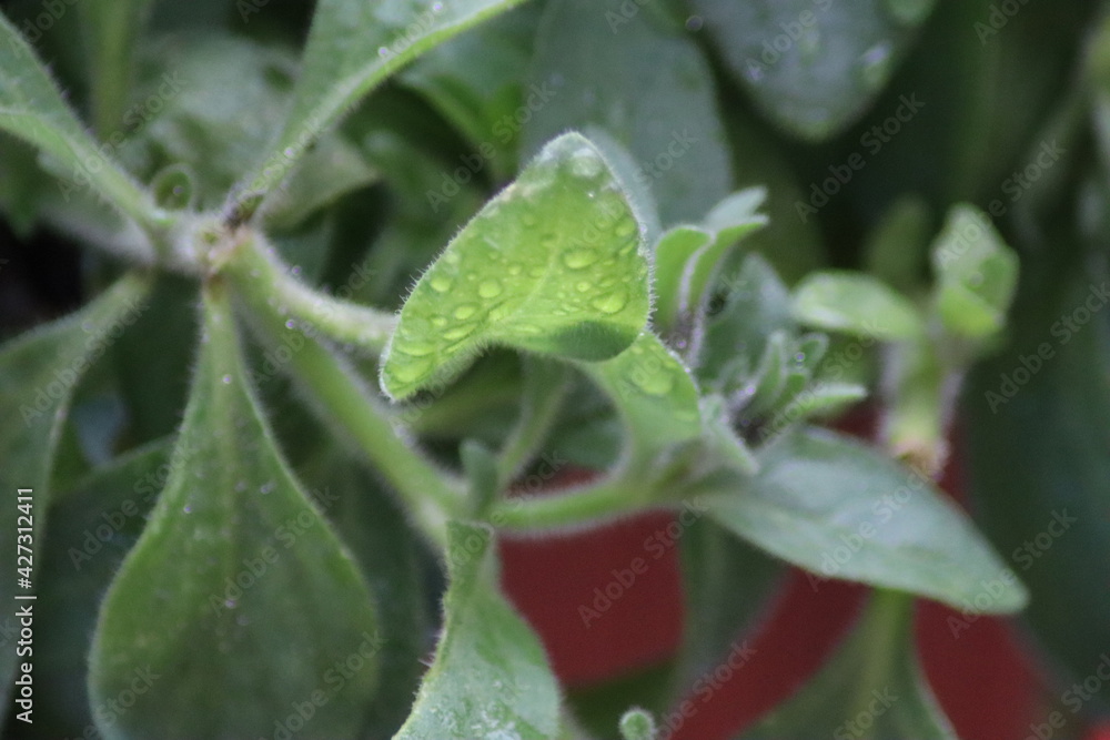 rain drops on a leaf rain drops on a leaf