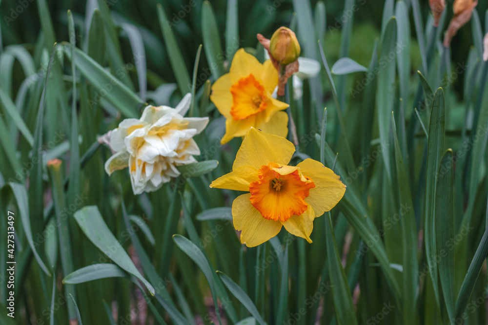 Yellow and white blooming daffodils. Yellow and white daffodil flowers on a blurry background on a sunny day. The first spring flowers. Yellow and white blooming daffodils. Yellow and white daffodil flowers on a blurry background on a sunny day. The first spring flowers.