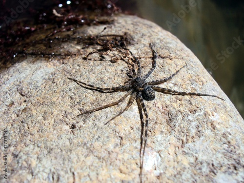 spider on a web