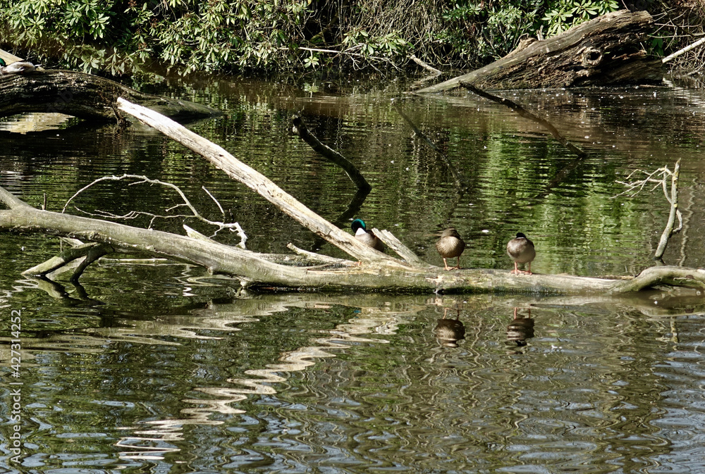 Netherlands. Water birds in park  De Horsten of The Hague