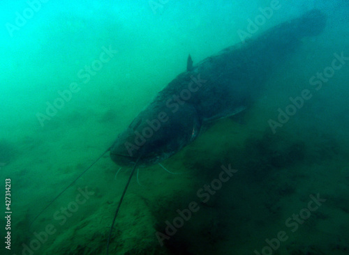 Big catfish deep in artificial lake Zakrzowek in Cracow, Poland
