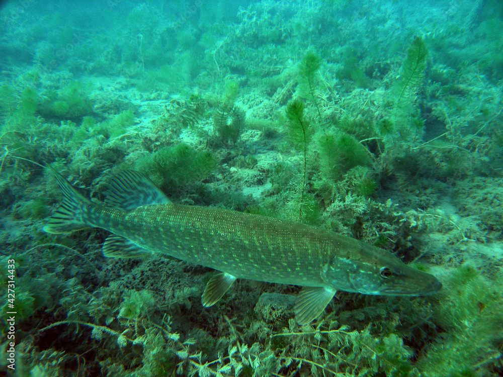 Fototapeta premium Pike in Zakrzowek - artificial lake in Cracow, Poland