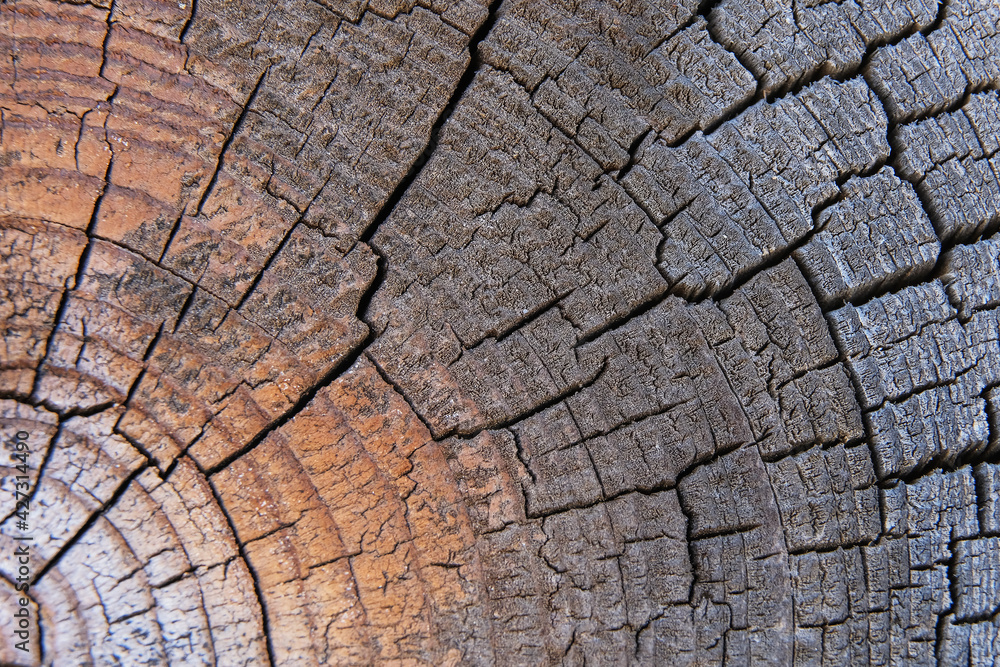 Background texture. Dry wood end with cracks and annual rings. High quality photo Background texture. Dry wood end with cracks and annual rings. High quality photo