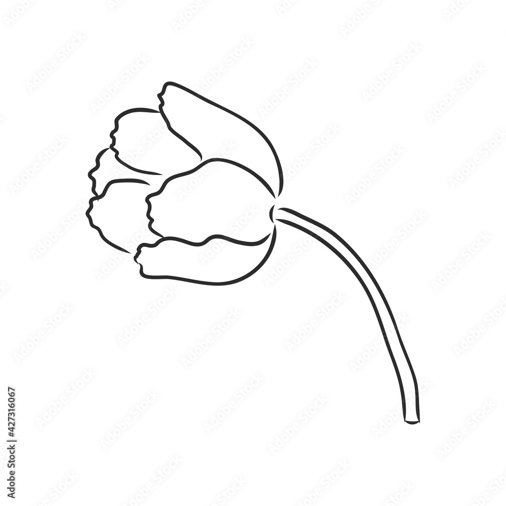 Hand drawn tulips. Vector tulip vector sketch on a white background Hand drawn tulips. Vector tulip vector sketch on a white background