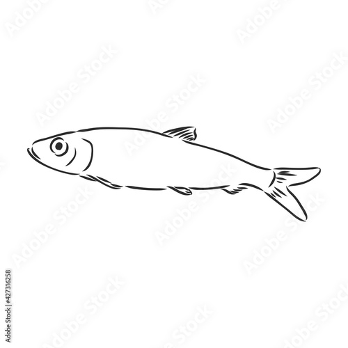 Pilchard. Ink sketch of sardine. Small herring. Hand drawn vector illustration of fish isolated on white background. Retro style.