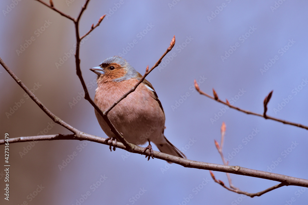 Obraz premium A small forest songbird with reddish sides. Chaffinch, a colorful bird sitting on a thin twig and looking at the photographer. City birds. Blurred background. Close-up. Wild nature.