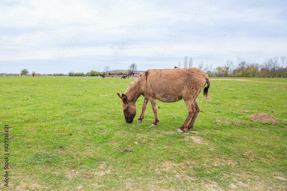 Donkeys grazing on pasture, domestic animal , Balkan donkey, nature landscape, livestock, spring day Donkeys grazing on pasture, domestic animal , Balkan donkey, nature landscape, livestock, spring day