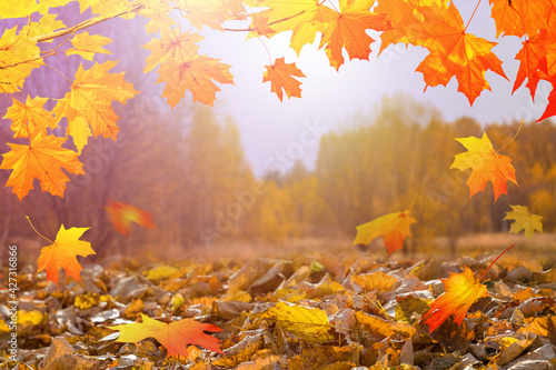 Autumn natural background  template  design or banner. Yellow and orange maple leaves are falling down. Autumnal wallpaper.