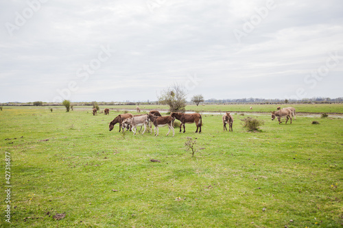 Donkeys grazing on pasture, domestic animal , Balkan donkey, nature landscape, livestock, spring day © mitarart