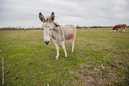 Donkeys grazing on pasture, domestic animal , Balkan donkey, nature landscape, livestock, spring day