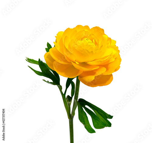 The Golden Yellow Flower of the Buttercup Plant  Ranunculus  Latin Name . Cut On White Background