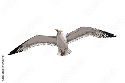 Seagull from a splash of watercolor, colored drawing, realistic. Vector illustration of paints