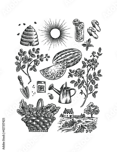 summer garden plants