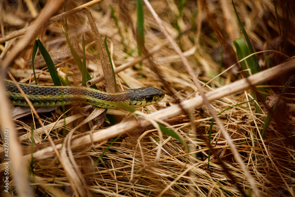 Plains garter snake moving through the grass