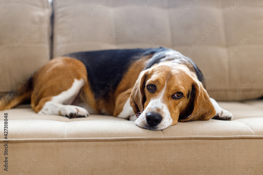 The dog beagle lies on the couch on a sunny day. Dog with a sad expression. High quality 4k footage