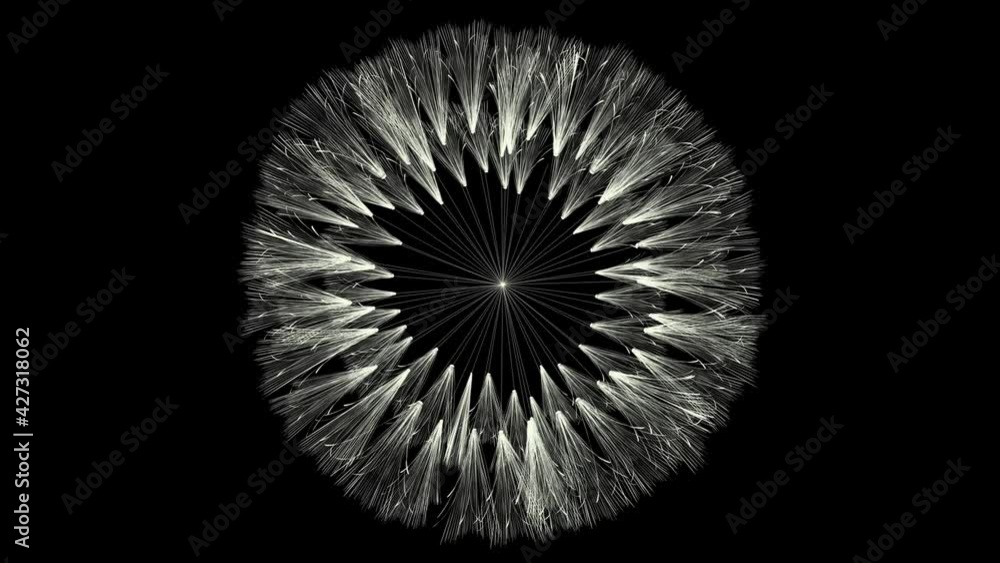 Dandelion flower rotating over black background Dandelion flower rotating over black background