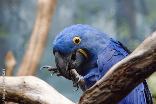 blue and yellow macaw