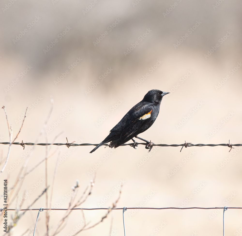 A male Red-winged Blackbird on a wire fence in spring A male Red-winged Blackbird on a wire fence in spring