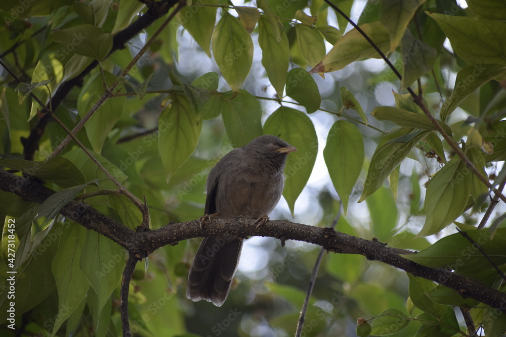 Fototapeta premium Jungle babbler (Turdoidesstriata) common bird – Delhi -india.
