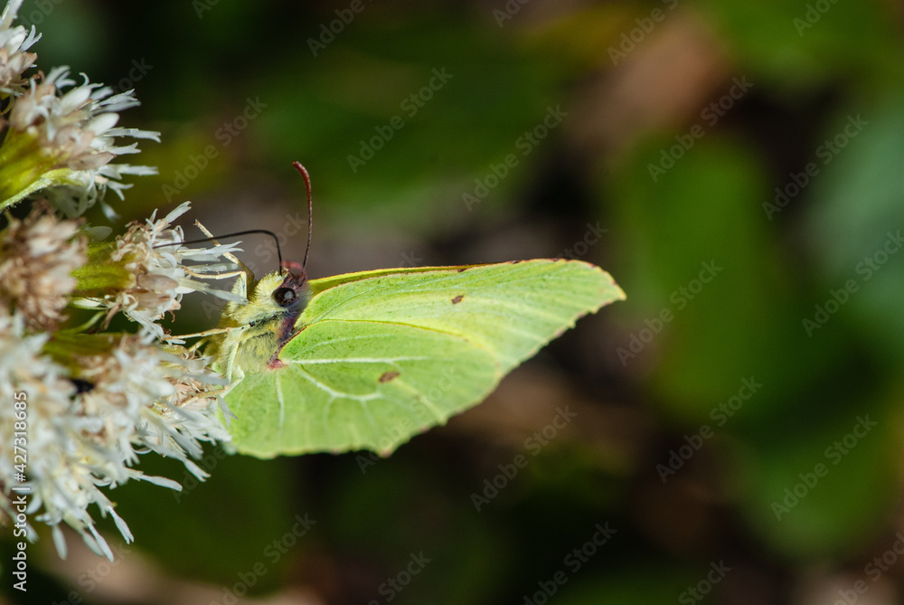 Obraz premium Close-up yellow green butterfly brimstone sitting on a white alpine flower on dark background in meadow in Alps in spring