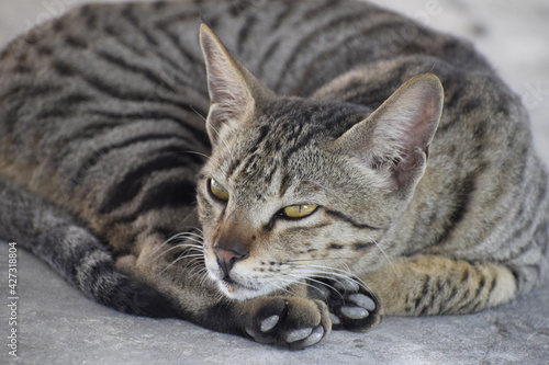 Domestic Indian striped kitten taking rest.Amethi , India.