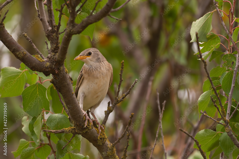 Chick rose coloured starling, Sturnus roseus, in the wild Chick rose coloured starling, Sturnus roseus, in the wild