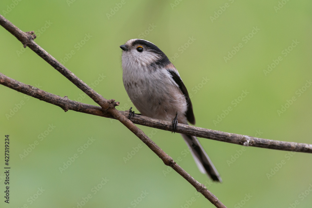 Long-Tailed Tit Aegithalos caudatus in the wild Long-Tailed Tit Aegithalos caudatus in the wild