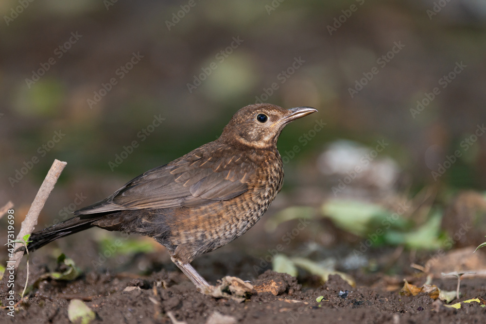 The Blackbird Turdus merula is a common bird The Blackbird Turdus merula is a common bird