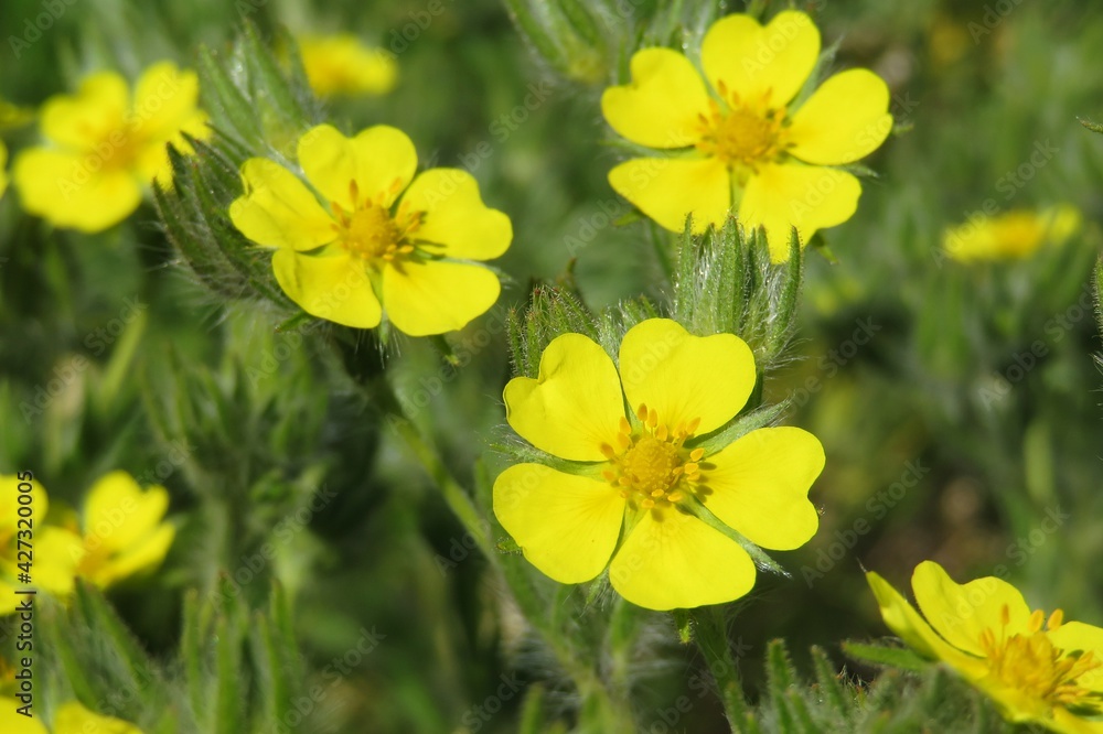 Beautiful yellow potentilla flowers in the meadow, closeup Beautiful yellow potentilla flowers in the meadow, closeup