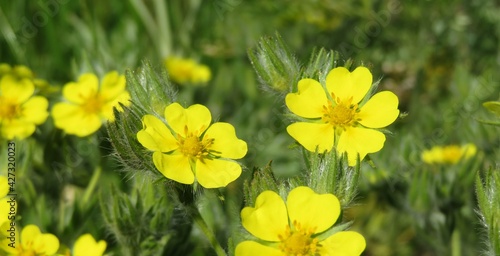 Yellow potentilla flowers in the meadow, closeup