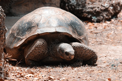 Image of a Beautiful Galapos Turtle Tortoise  photo