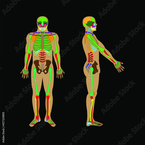 Esqueleto humano radiografía cuerpo entero vistas frontal y lateral