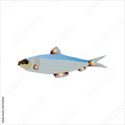 Animales peces de mar sardina vector