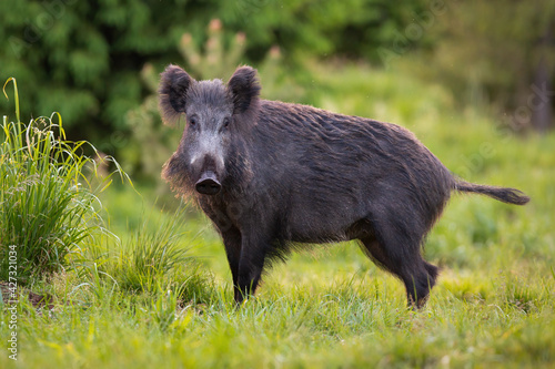 Hairy wild boar, sus scrofa, wandering through the forest grassland alone.