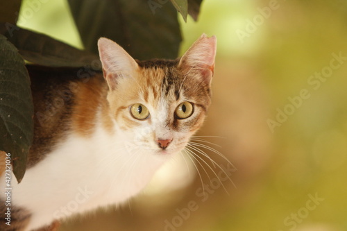 Slika na platnu Cat portrait on loquat tree with nice bokeh.