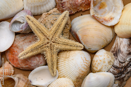 Seashells of various shapes and types. Background