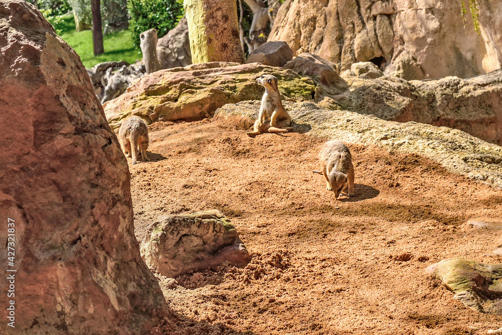 Valencia, Spain: 04.05.2021; The meerkat sitting on the ground Valencia, Spain: 04.05.2021; The meerkat sitting on the ground