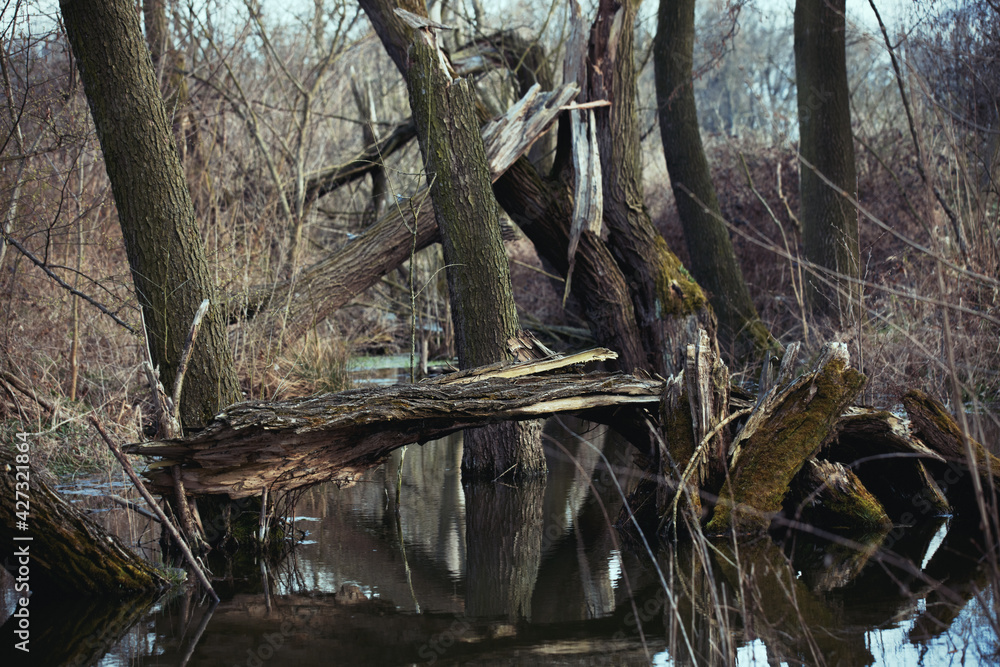 driftwood and broken trees in the swamp near the river