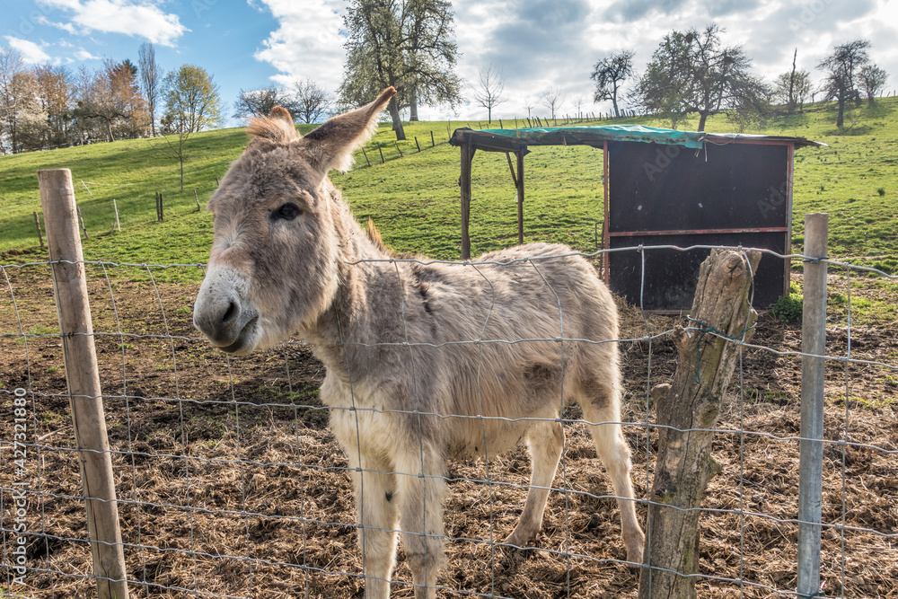 Obraz premium Junge Esel auf der Weide